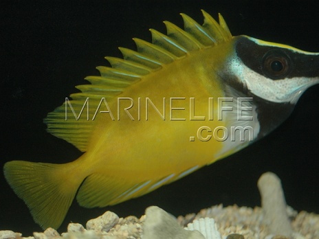 Siganus vulpinus