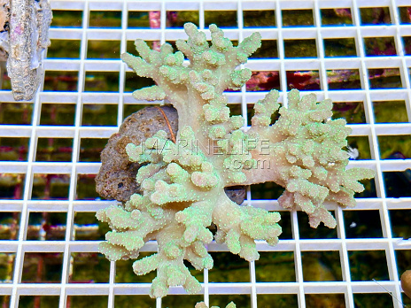 Sinularia asterobata green