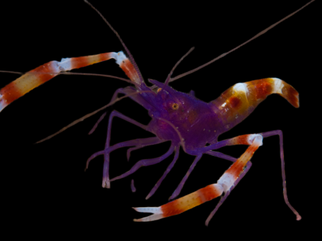 Stenopus tenuirostris 2-3 cm Corps bleu / violet