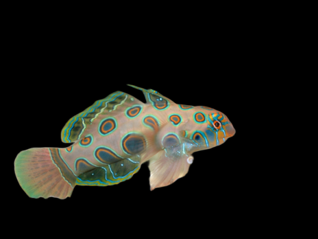 Synchiropus picturatus 2-3 cm