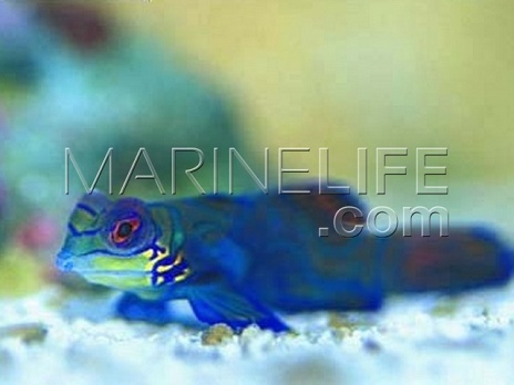 Synchiropus splendidus