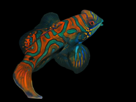 Synchiropus splendidus 4-6 cm