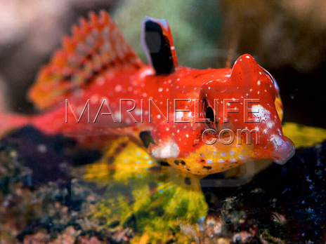 Synchiropus sycorax