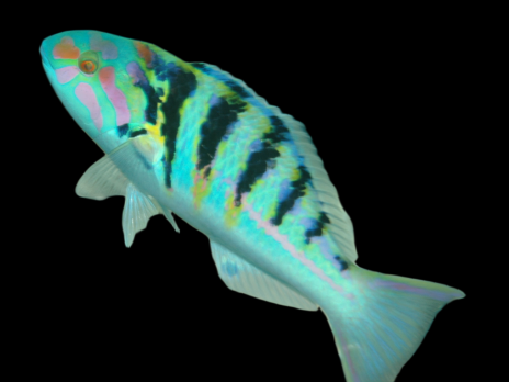 Thalassoma hardwicke 10-15 cm