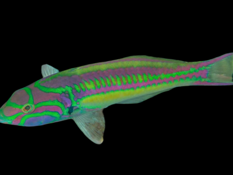 Thalassoma quinquevittatum 5-8cm