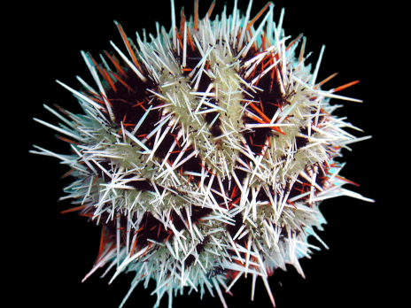 Tripneustes gratilla 6-10 cm