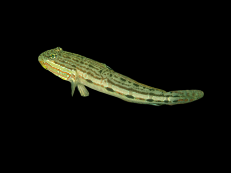 Valenciennea longipinnis 4-5 cm