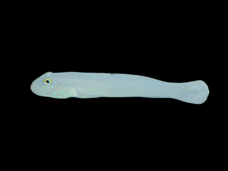 Valenciennea sexguttata 4-6cm