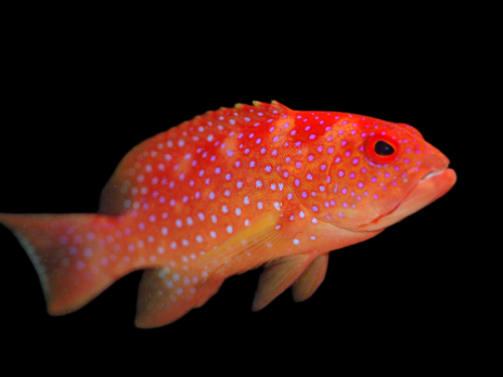 Variola albimarginata 6-8cm