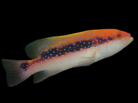 Variola louti 5-8cm