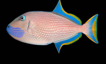 Xanthichthys auromarginatus M&acirc;le 8-10cm