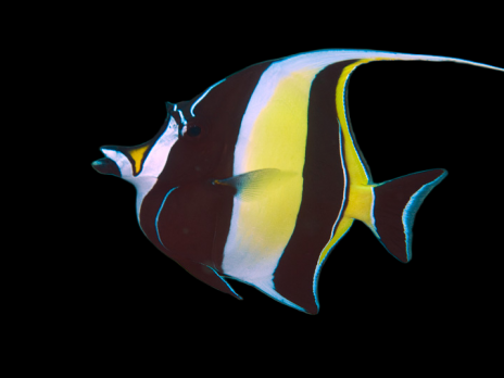 Zanclus cornutus 8-12 cm