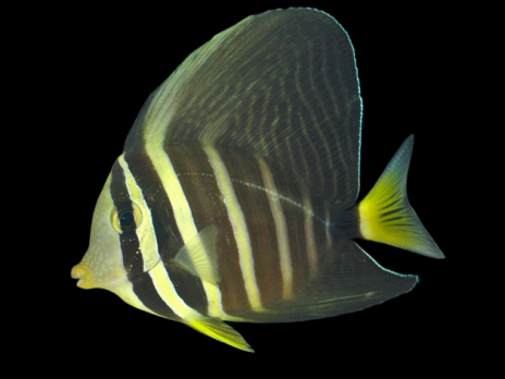 Zebrasoma veliferum 4-6cm
