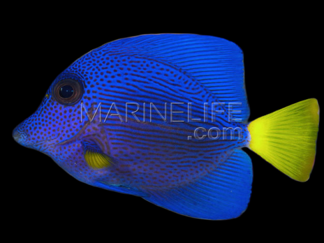 Zebrasoma xanthurum 5-8cm
