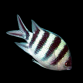 Abudefduf sexfasciatus 3-5 cm