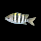 Abudefduf vaigiensis 3-5 cm