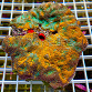 Acanthastrea echinata Aqua Inferno