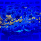 Acanthastrea echinata Golden Mosaic