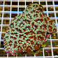 Acanthastrea lordhowensis Ruby storm