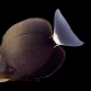 Acanthurus auranticavus 8-12 cm
