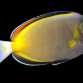 Acanthurus japonicus 6-8cm