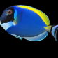 Acanthurus leucosternon 12-15 cm