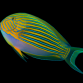 Acanthurus lineatus 8-12cm