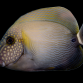 Acanthurus maculiceps 8-12 cm