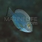 Acanthurus mata Juv&eacute;nile