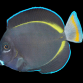 Acanthurus nigricans 12-15 cm
