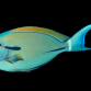 Acanthurus nigricauda 5-8 cm