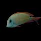 Acanthurus nigrofuscus 8-12 cm