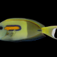 Acanthurus olivaceus 8-12 cm