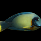Acanthurus pyroferus Adulte 5-8 cm