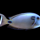 Acanthurus tennentii 8-12 cm