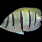 Acanthurus triostegus 8-12 cm