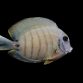 Acanthurus tristis Juv&eacute;nile 8-10 cm