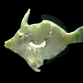 Acreichthys tomentosus 5-7 cm