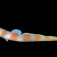 Amblyeleotris yanoi 3-4cm