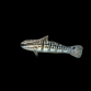 Amblygobius phalaena 8-10 cm
