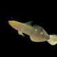 Amblygobius rainfordi 2-4cm