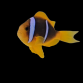 Amphiprion chrysopterus 4-6cm