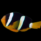 Amphiprion clarkii 3-4cm