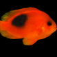 Amphiprion ephippium 4-5 cm
