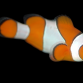 Amphiprion ocellaris 5-7 cm