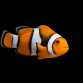 Amphiprion percula 5-7 cm Noir. Grade A