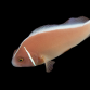 Amphiprion perideraion 4-6 cm