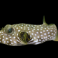 Arothron hispidus 15-20 cm