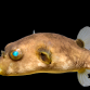 Arothron immaculatus 5-10 cm