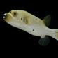Arothron nigropunctatus 10-15 cm